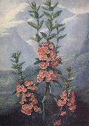 slaktet kalmia ar uintergrona buskar med vackra blommor och dekorativt finns sju arter i stra nordamerika unknow artist